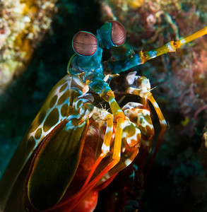 mantis shrimp underwater photo