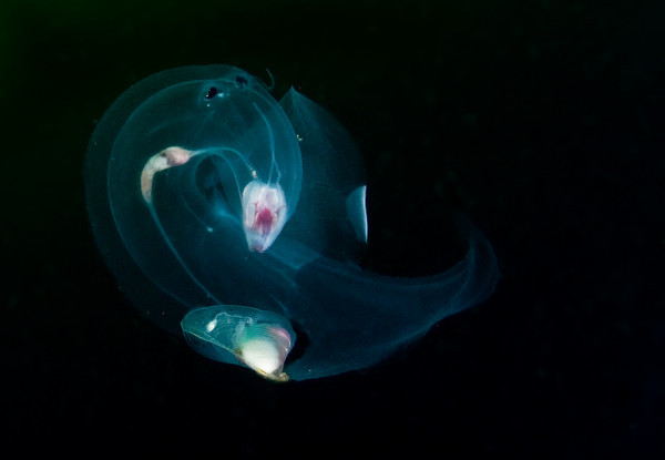 pelagic gastropod underwater