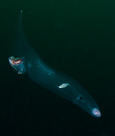 pelagic heteropod