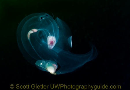 pelagic invertebrate underwater photo