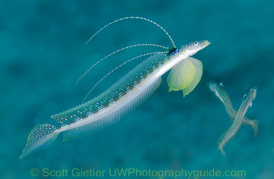 underwater behavior photography