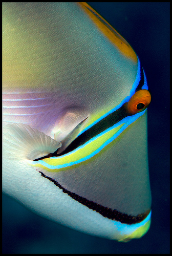 picasso triggerfish closeup