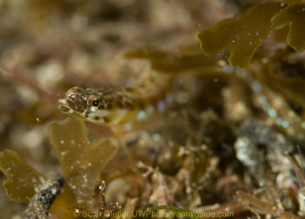 pikeblenny underwater photography