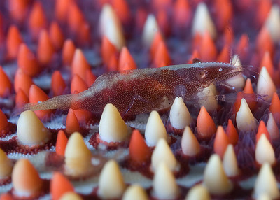 pillow starfish shrimp, underwater depth of field example