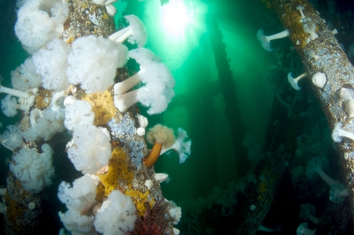 british columbia underwater photography
