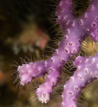 purple hydrocoral macro underwater photo
