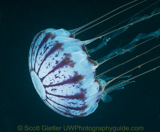purple jellyfish with a juvenile ragfish swimming along