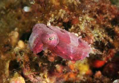 pygmy cuttlefish