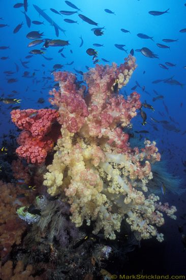 raja ampat macro underwater photo trip