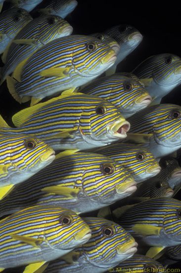 raja ampat macro underwater photo trip