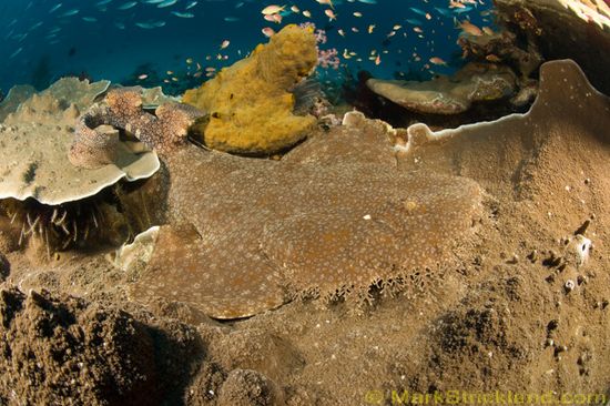 raja ampat wobbegong underwater photography