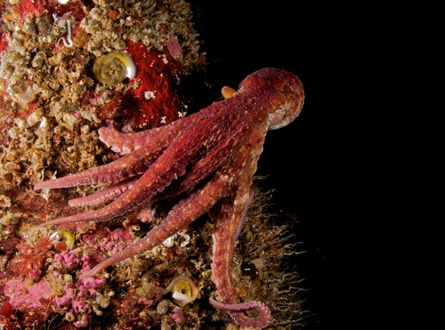 red octopus british columbia