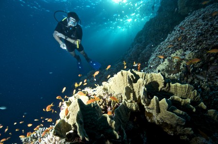 diving the red sea underwater photography