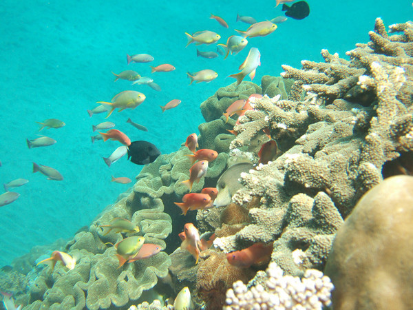 reef fish underwater, bali