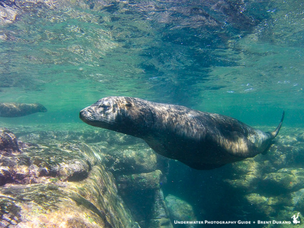 La Paz Sea Lion at Los Islotes