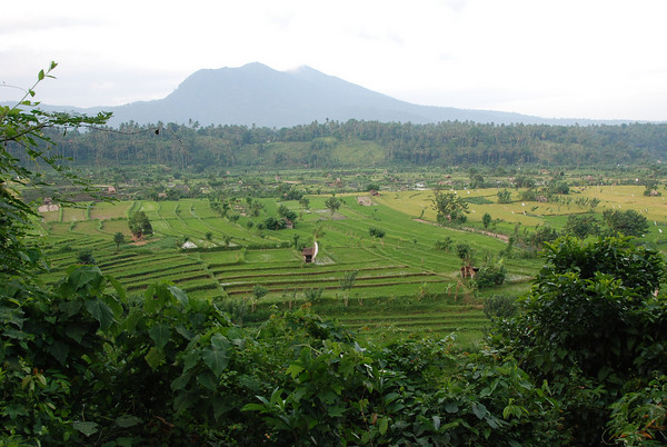 rice terraces in central bali