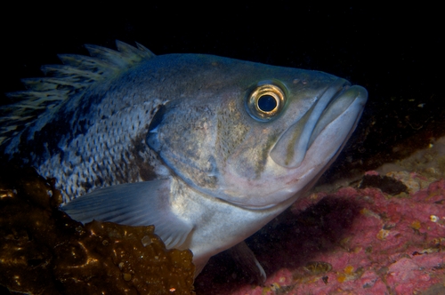rockfish underwater photo