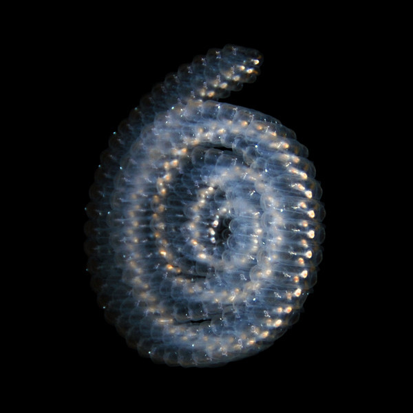 pelagic salp underwater photo