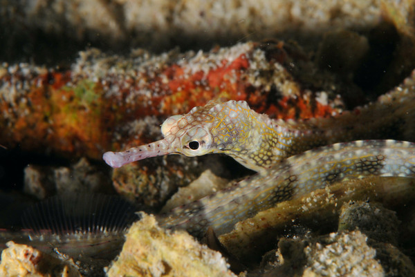 sand pipefish