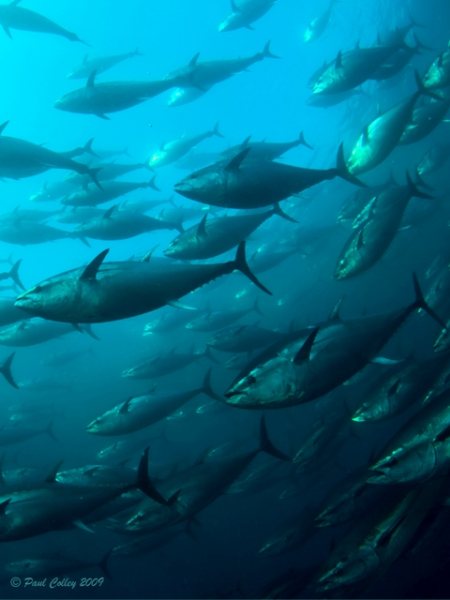 schooling bluefin tuna underwater photography