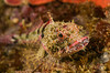 underwater photography tip