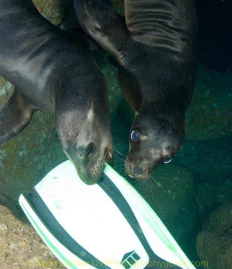 sea lions biting