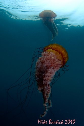 sea nettle underwater photo