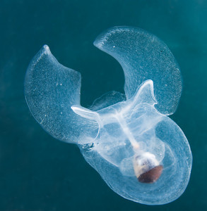 sea butterly