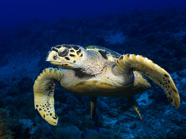 sea turtle in cozumel