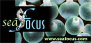 seafocus