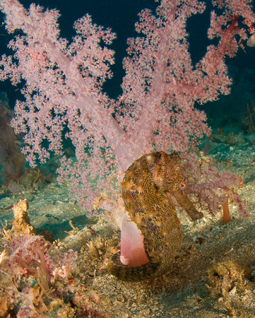 giant sea horse in soft coral