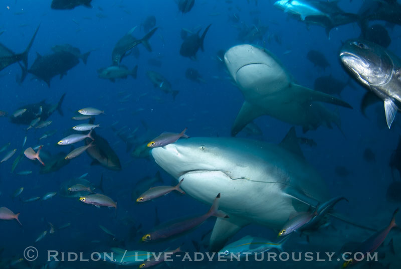 fiji best shark diving destinations