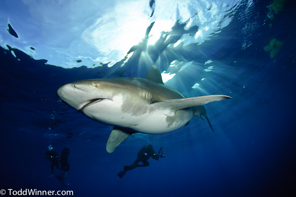 oceanic whitetip shark underwater photography