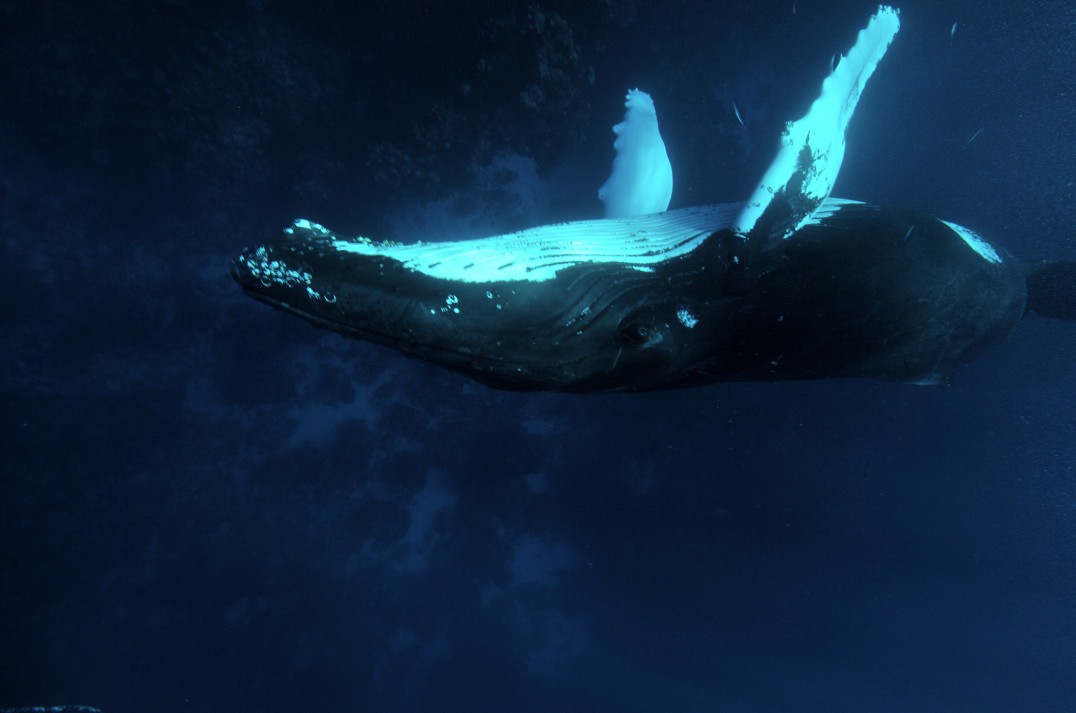 Above 18m: Diving Chesil Bank