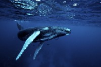 diving with humpback whales at silver bank