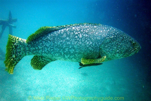 sipadan grouper