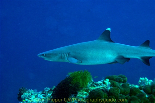 underwater photo of a reef shark, sipadan