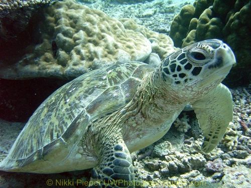 turtle underwater in sipadan, malaysia