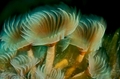 slow shutter underwater photography tutorial