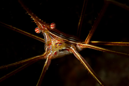arrow crab from Bonaire, taken with snoot