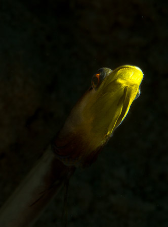 pikeblenny from bonaire, snoot photo