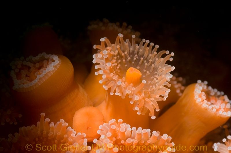 underwater snoot photo - anemone