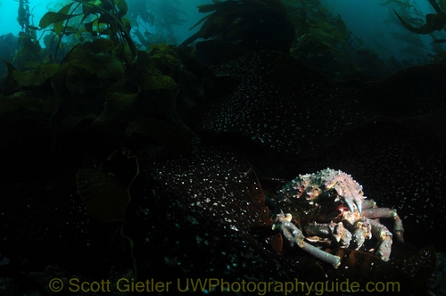 underwater snoot photography