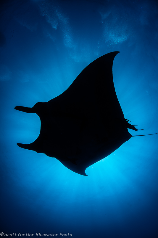 Manta ray underwater photo