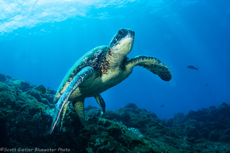 Turtle - Socorro underwater photography