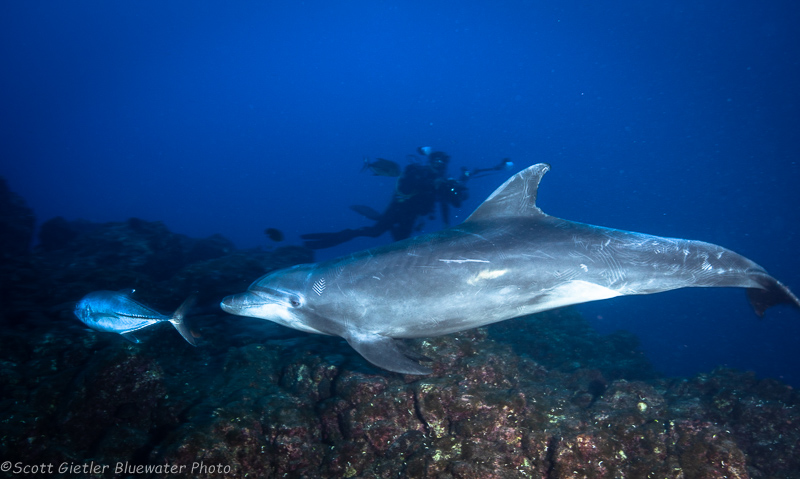 Dolphin - Socorro underwater photography