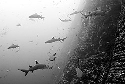 many whitetip reef sharks sharks underwater at Socorro island