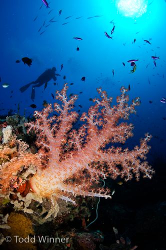 soft coral in solomon islands