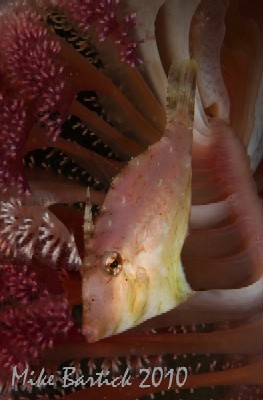 soft coral fishfish
