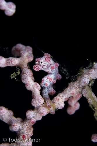 pygmy seahorse, solomon islands